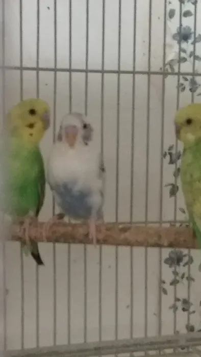 ALL PETS CLUB Picture 2