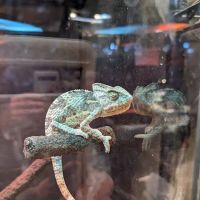 ALL PETS CLUB ico