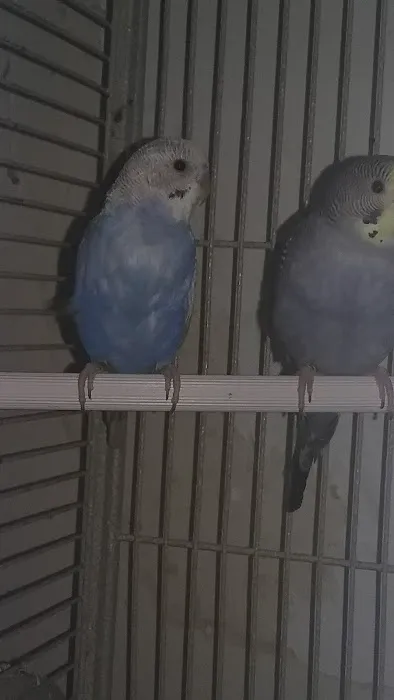ALL PETS CLUB Picture 6