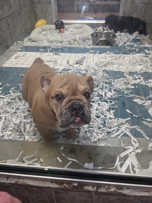 ALL PETS CLUB Picture 7