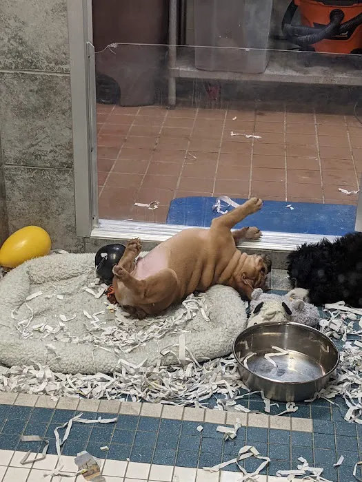 ALL PETS CLUB Picture 10
