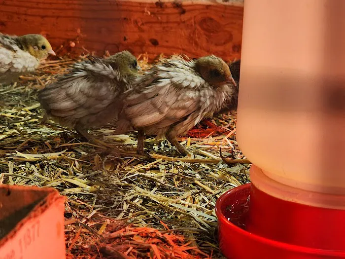 Brooklyn Farm & Pets & Hardware LLC Picture 1