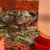 Brooklyn Farm & Pets & Hardware LLC ico
