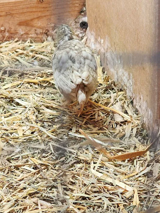 Brooklyn Farm & Pets & Hardware LLC Picture 6