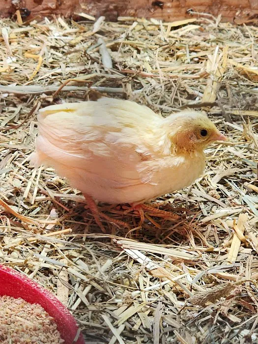 Brooklyn Farm & Pets & Hardware LLC Picture 5