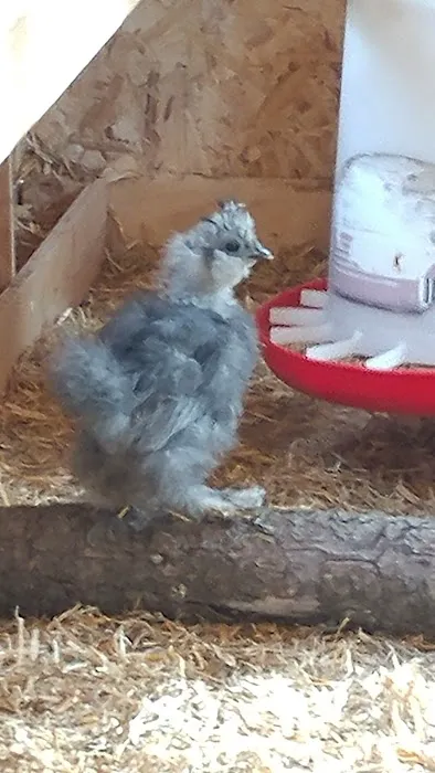 Brooklyn Farm & Pets & Hardware LLC Picture 8