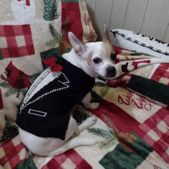 South River Veterinary Clinic Picture 5