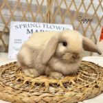 Aura Rose Rabbitry & Rescue