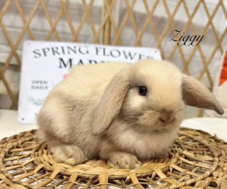 Aura Rose Rabbitry & Rescue