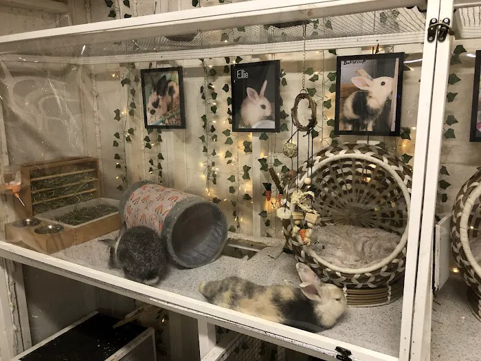 Aura Rose Rabbitry & Rescue Picture 2