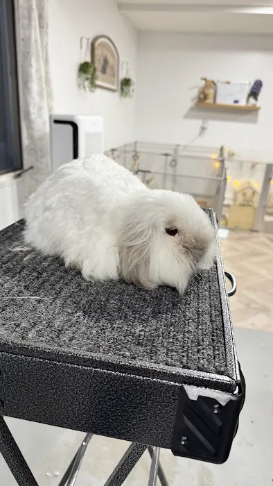 Aura Rose Rabbitry & Rescue Picture 4