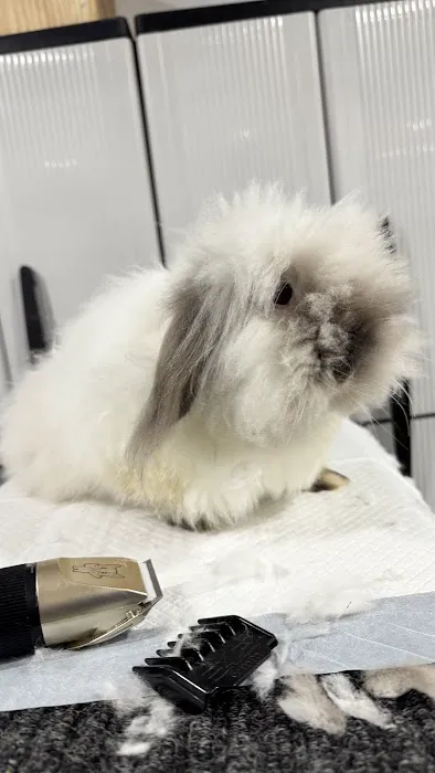 Aura Rose Rabbitry & Rescue Picture 7