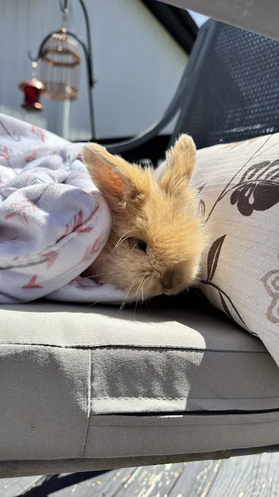 Aura Rose Rabbitry & Rescue Picture 9