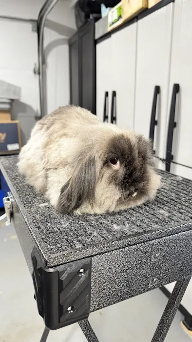 Aura Rose Rabbitry & Rescue Picture 10