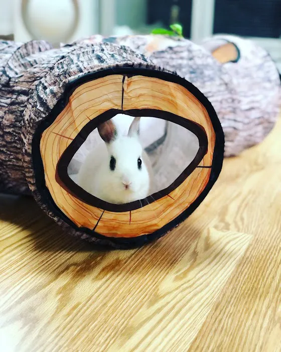 Aura Rose Rabbitry & Rescue Picture 8
