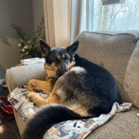 Pawfect Stitch ico