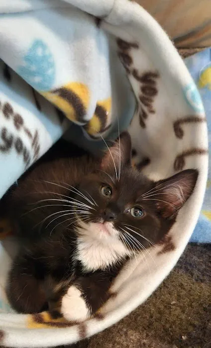 Pawfect Stitch Picture 9