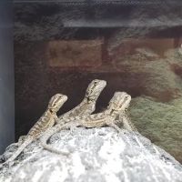 Petco ico