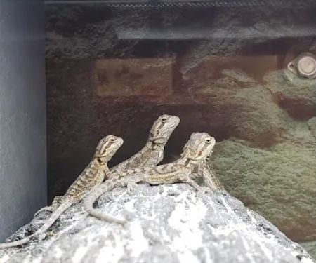 Petco
