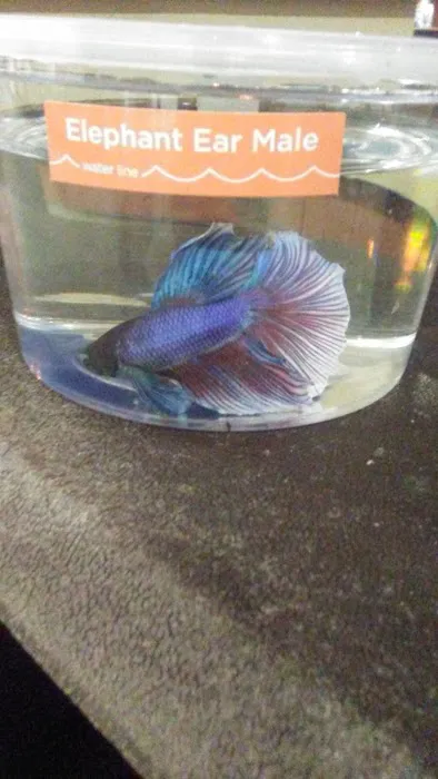 Petco Picture 4