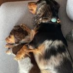Warren Township Animal Hospital - Anna Marie Gallo DVM