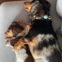 Warren Township Animal Hospital - Anna Marie Gallo DVM ico