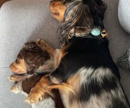 Warren Township Animal Hospital - Anna Marie Gallo DVM