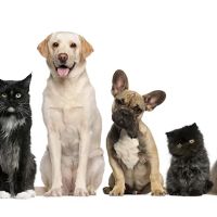 Whitehouse Veterinary Hospital ico