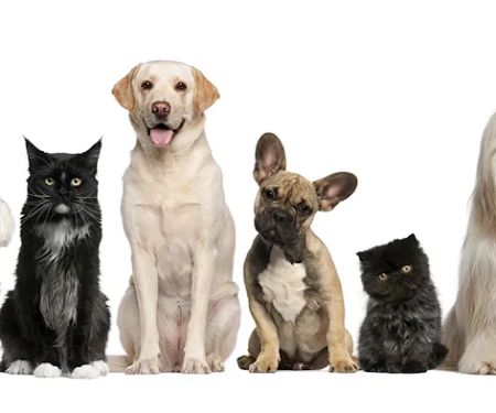 Whitehouse Veterinary Hospital