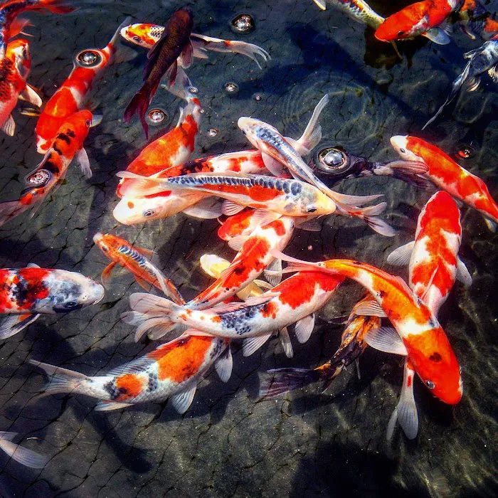 Eddie's Aquarium Centre Picture 3