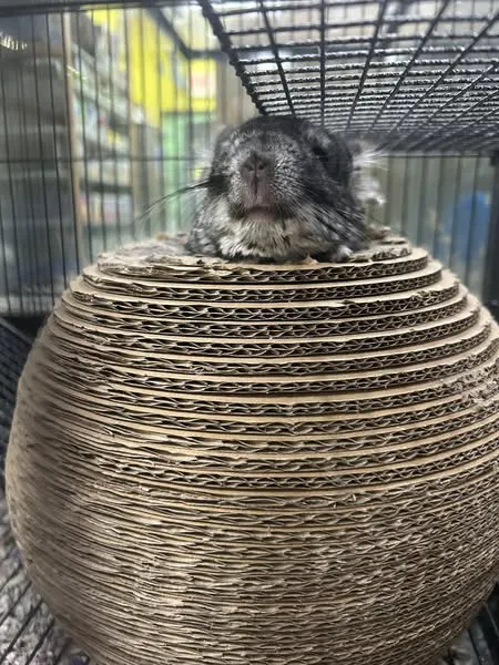 Everything Pets Picture 4