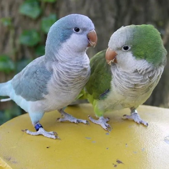 Everything Pets Picture 5