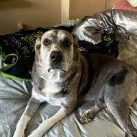 Animal Health Care of Marlboro ico
