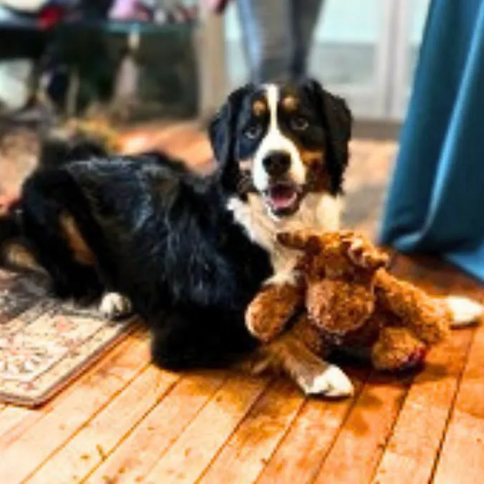 Buddy's A Pet's Store Picture 3