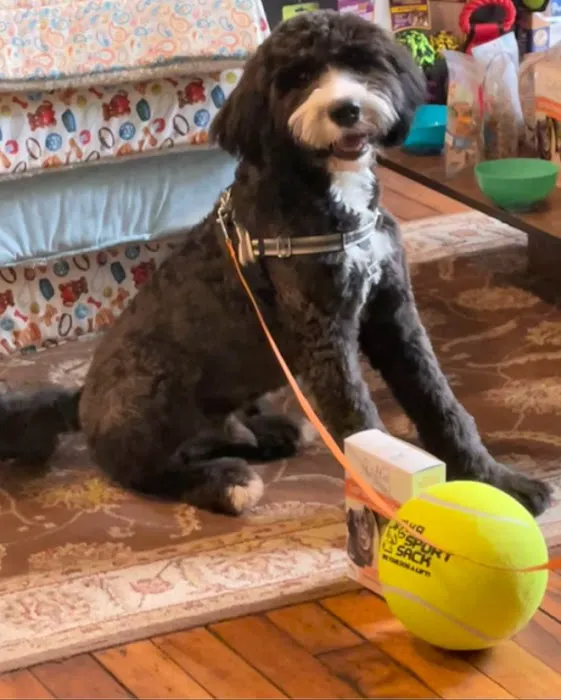 Buddy's A Pet's Store Picture 2