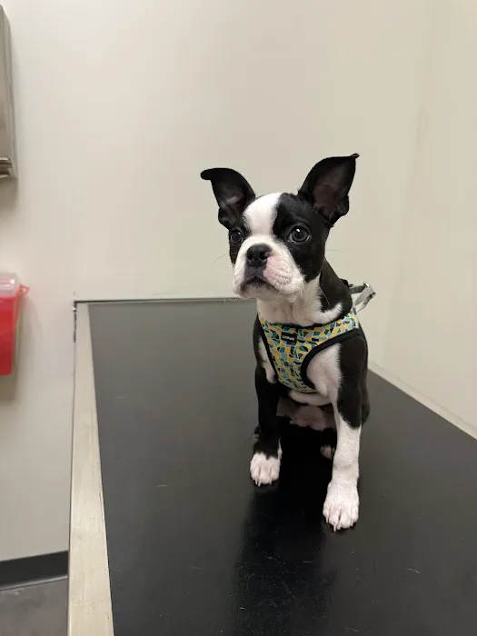 Vetco Total Care Animal Hospital Picture 4