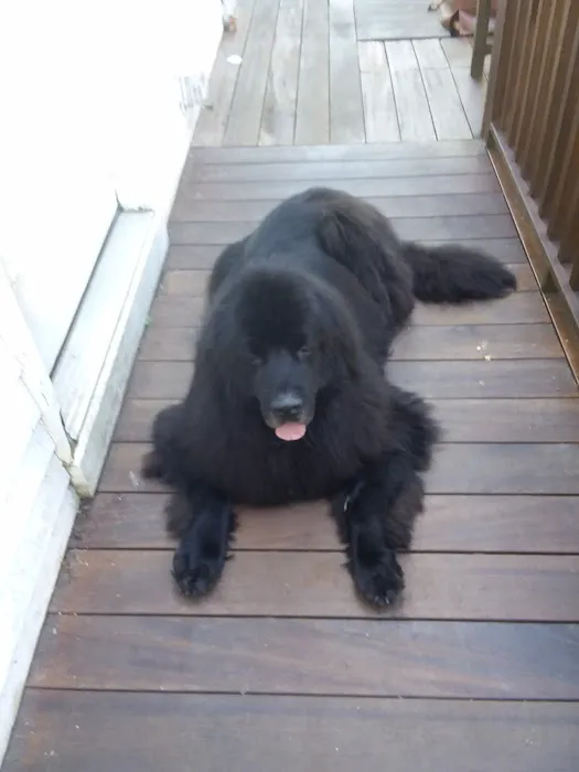 Mt Tully Kennels Picture 10