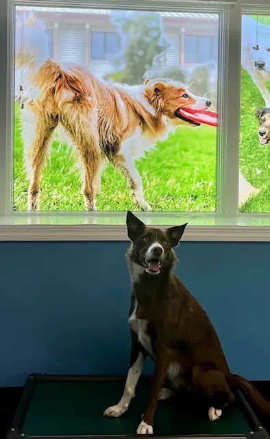 Marlboro Village Veterinary Hospital of Marlboro and Aberdeen,