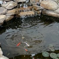 Golden Dragon Gardens ico