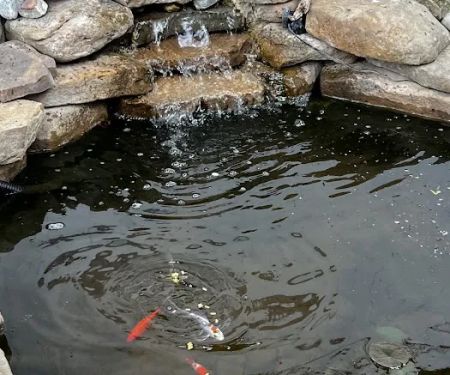 Golden Dragon Gardens