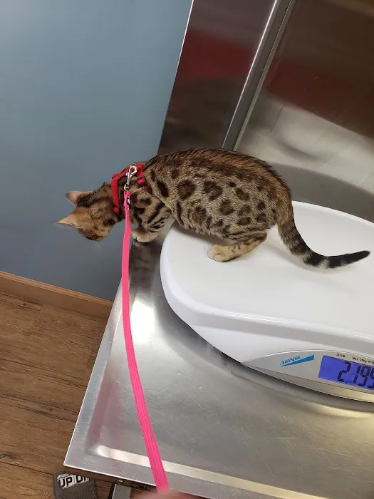 4 Paws Animal Hospital Picture 3