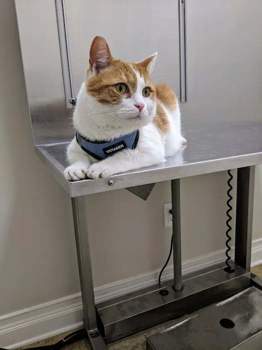 4 Paws Animal Hospital Picture 1