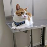 4 Paws Animal Hospital