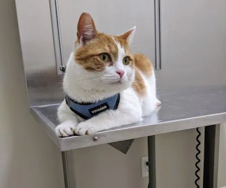 4 Paws Animal Hospital