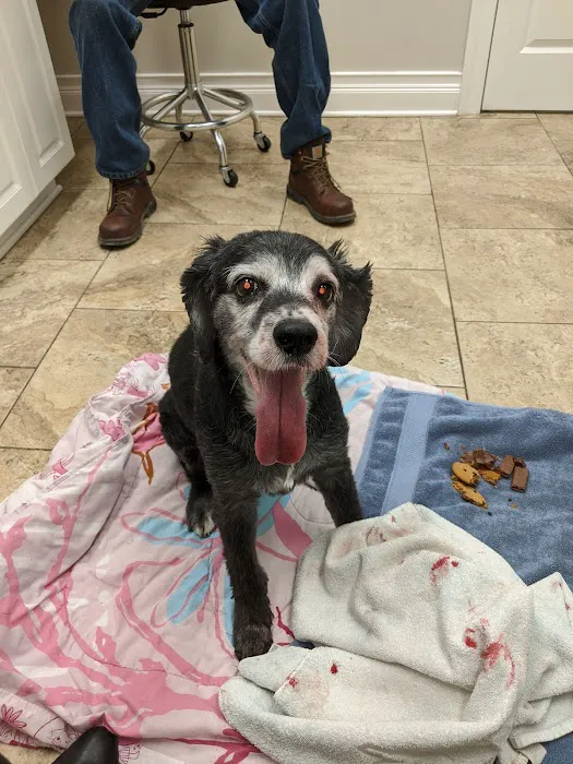 4 Paws Animal Hospital Picture 2