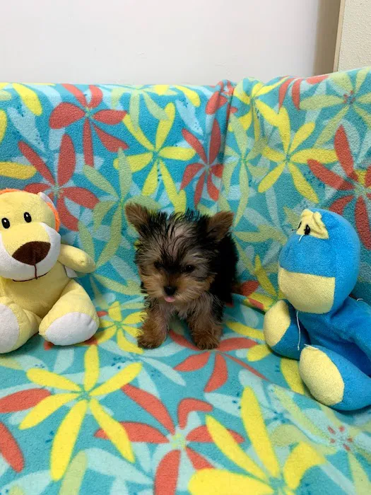 Puppies-R-Us Picture 3