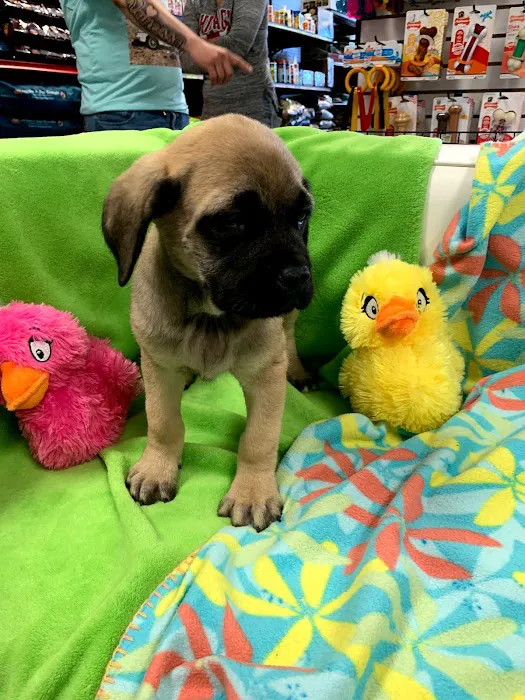 Puppies-R-Us Picture 5