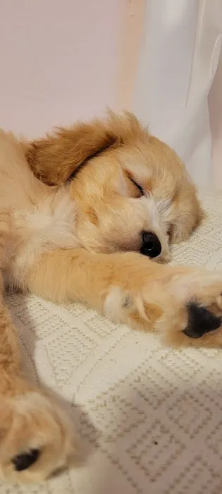 Puppies-R-Us Picture 7