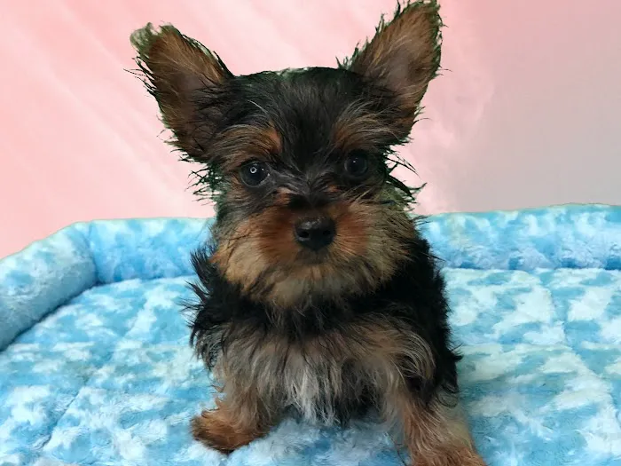 Puppies-R-Us Picture 9