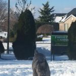 Farmingdale Veterinary Clinic